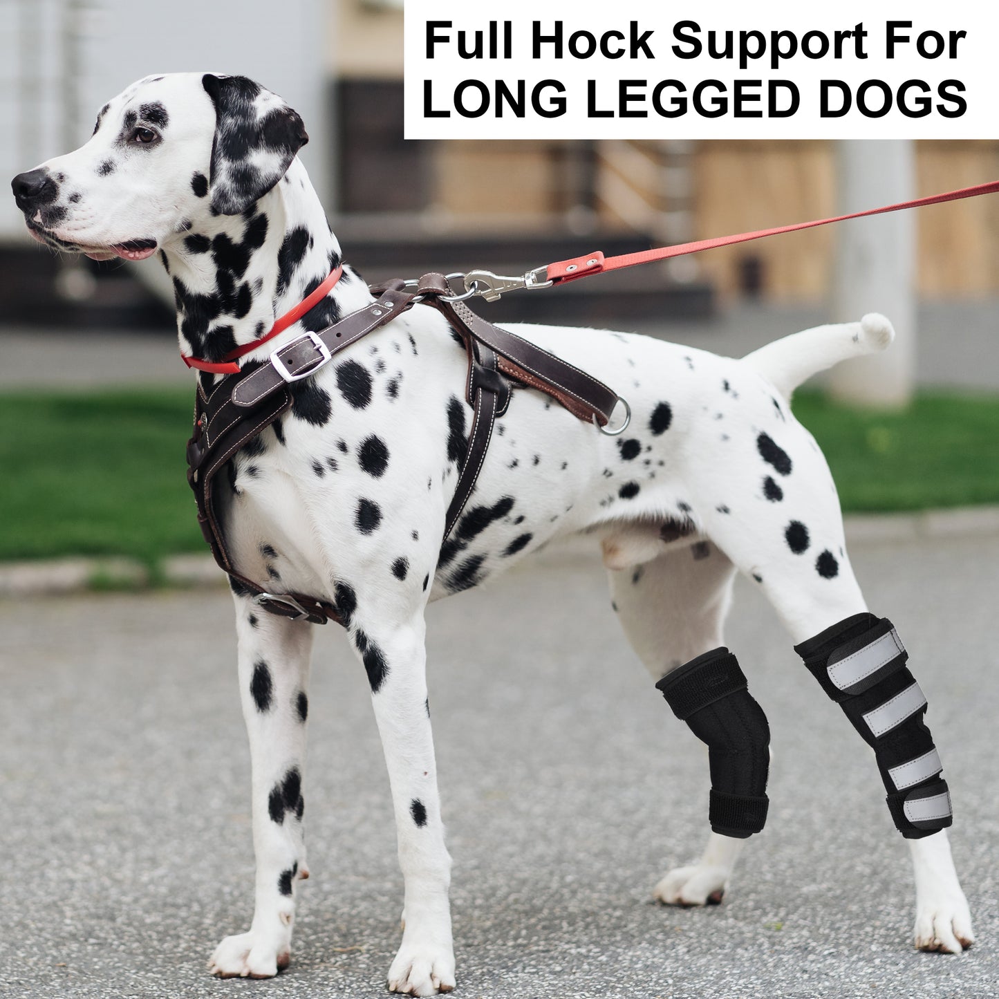 NUTUCH Dog Leg Brace | Dual Metal Strips and Safety Reflective Straps | Hock Brace for Back Legs | Joint Compression Wrap for Recovery, Support Hind Legs Injuries, Sprain Injury Protection